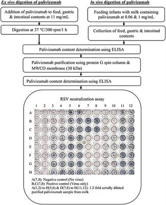 Partial Degradation of Recombinant Antibody Functional Activity During Infant Gastrointestinal Digestion: Implications for Oral Antibody Supplementation